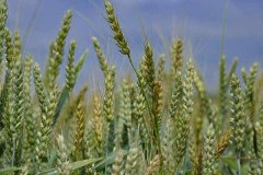 最常见的10种农做物 - 农村养殖网