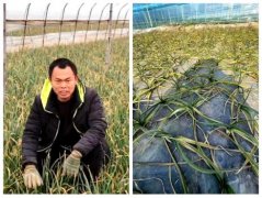 山东金乡大蒜从产地天气波动引关心 暖冬