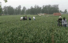 客岁每亩收益6千元农村未上市只要3元一
