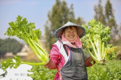 AI时政画报|大农业的子宽又阔