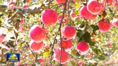 【新思惟引领新征程】打制村落特色财产